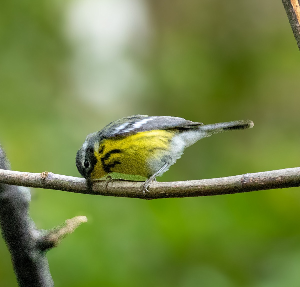Magnolia Warbler - ML636172534