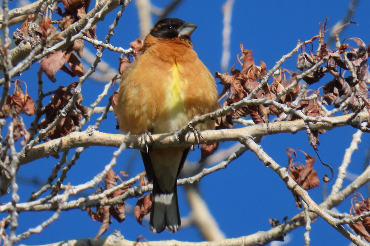 Black-headed Grosbeak - ML636172544