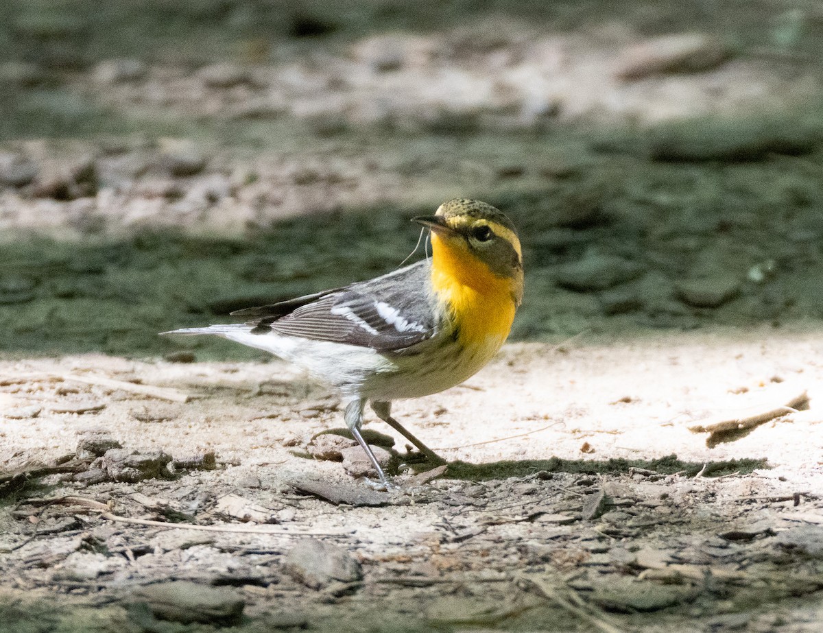 Blackburnian Warbler - ML636172583