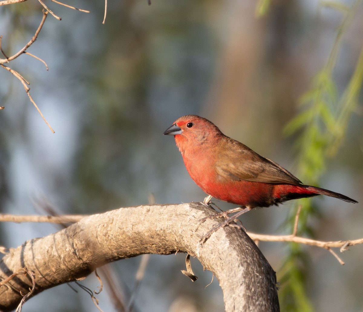 African Firefinch - ML636172606