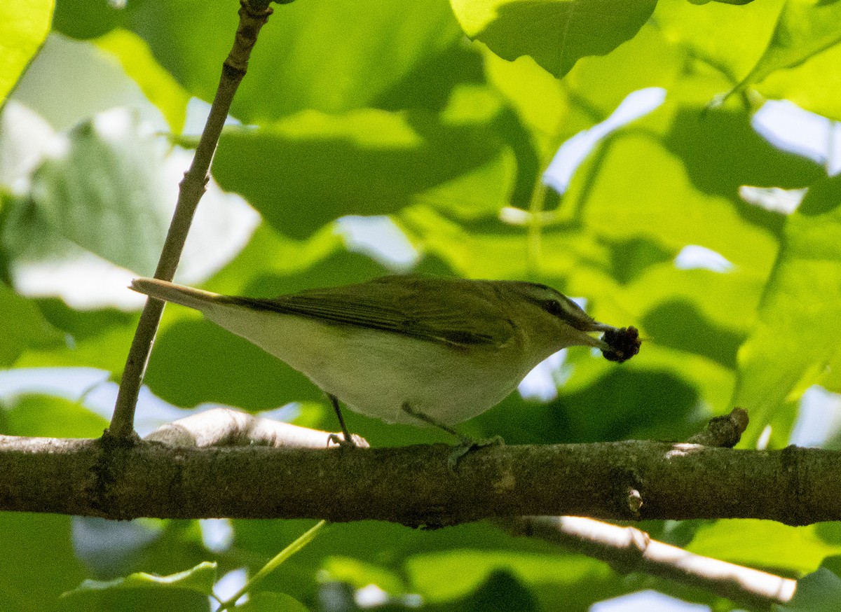 Red-eyed Vireo - ML636172701