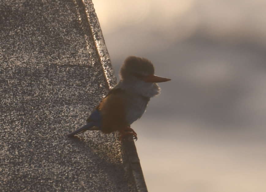 Gray-headed Kingfisher - ML636172720