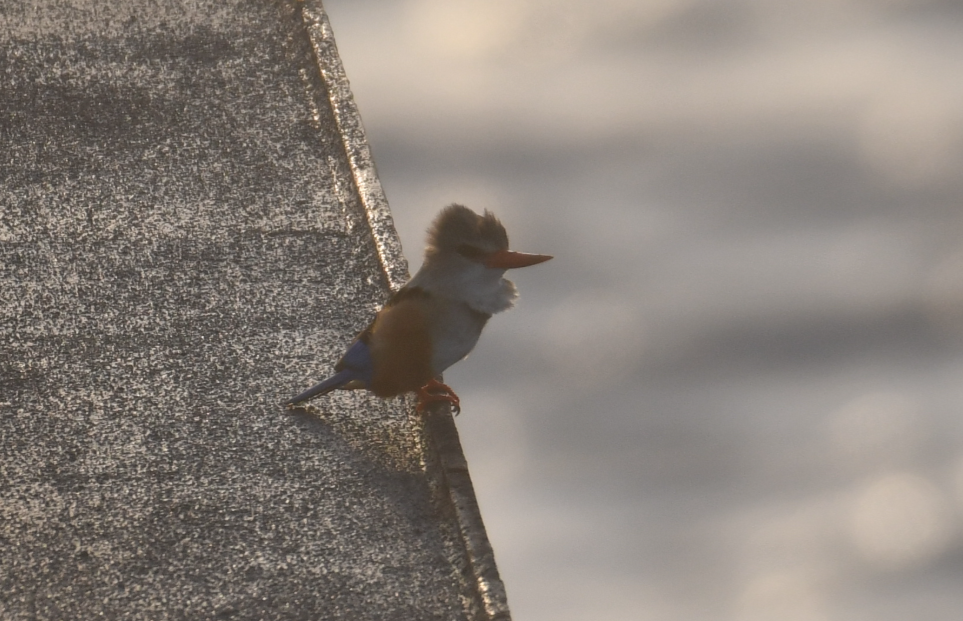 Gray-headed Kingfisher - ML636172721