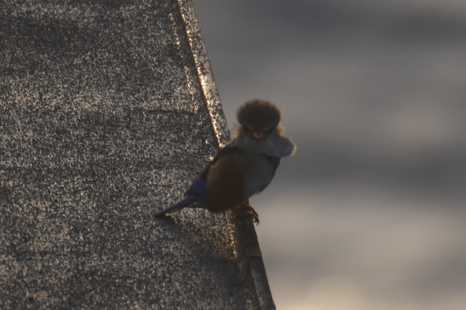 Gray-headed Kingfisher - ML636172723