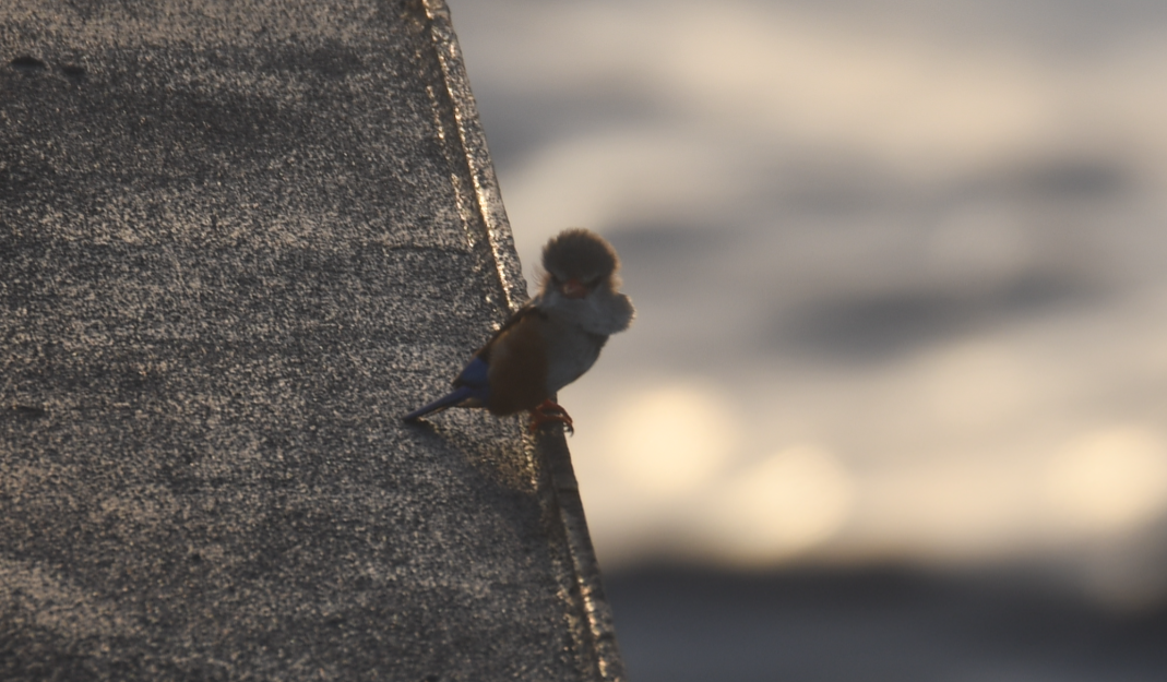 Gray-headed Kingfisher - ML636172768