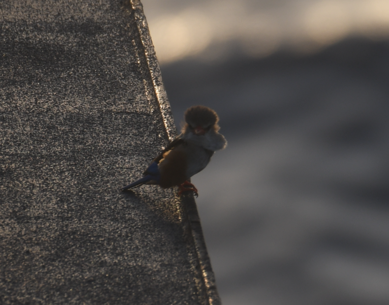 Gray-headed Kingfisher - ML636172769