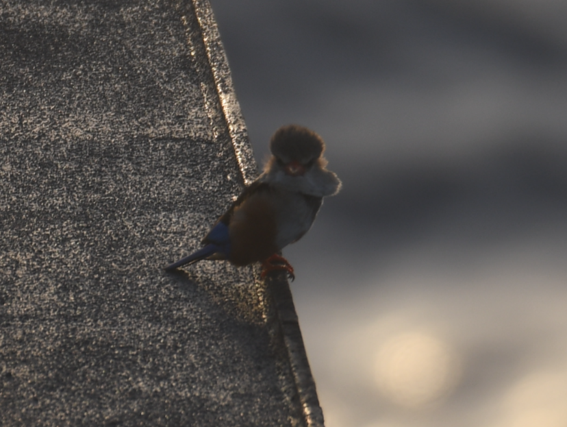 Gray-headed Kingfisher - ML636172770