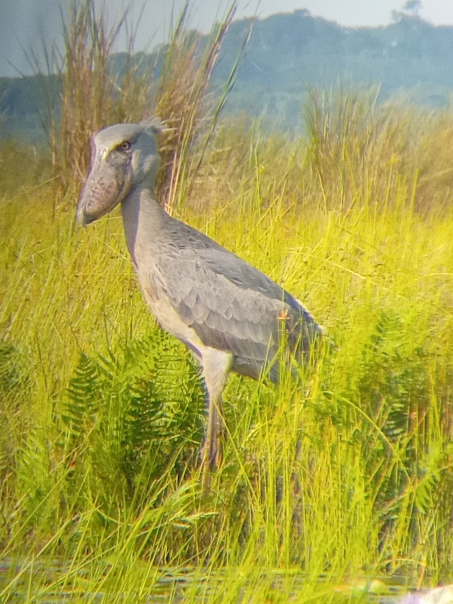 člunozobec africký - ML636172844