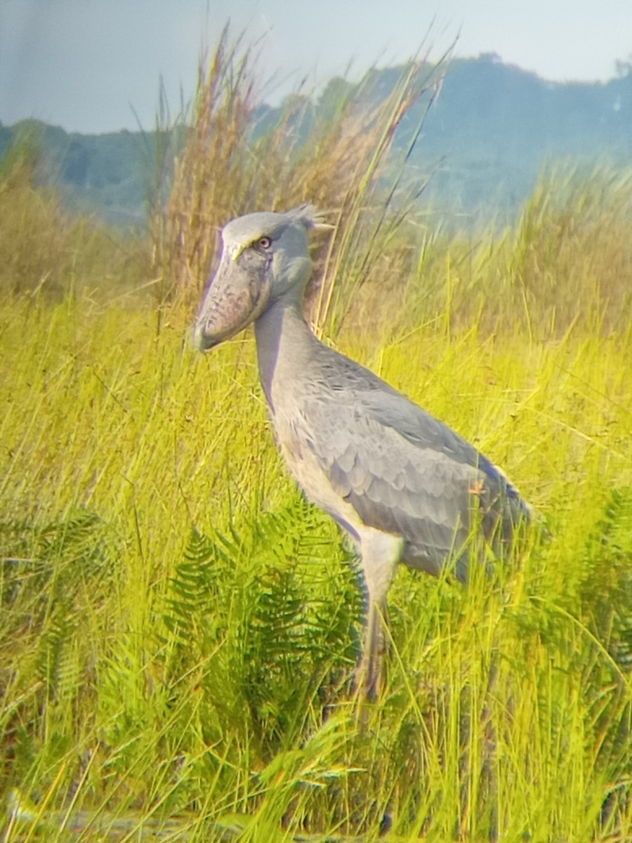 člunozobec africký - ML636172845
