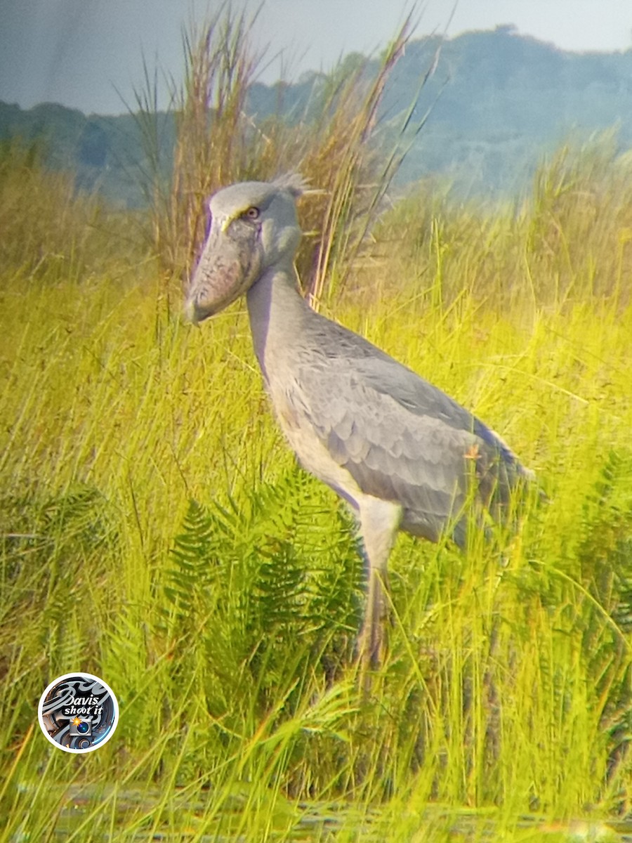 člunozobec africký - ML636172846