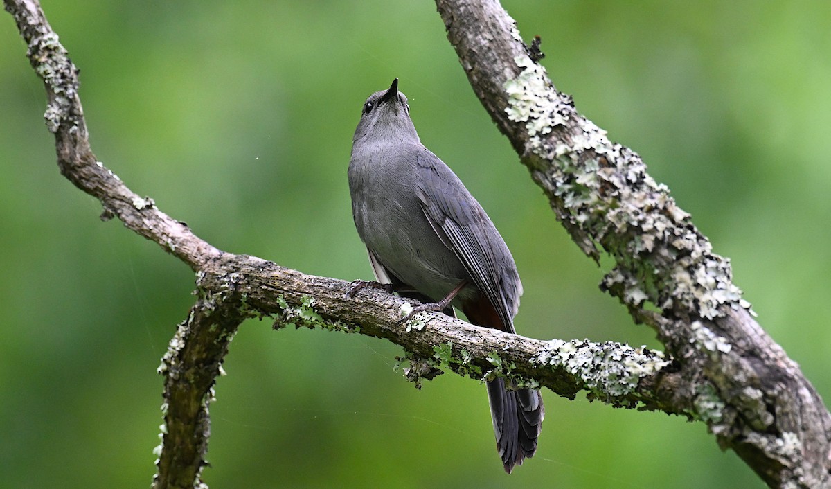 kattespottefugl - ML636172859