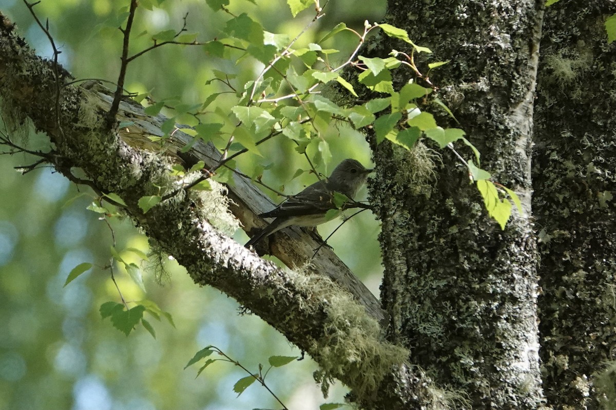 Benekli Sinekkapan - ML636172920