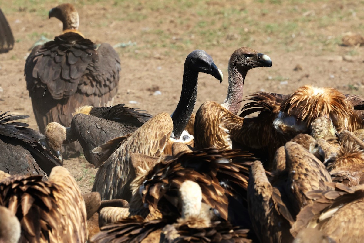 Slender-billed Vulture - ML636172936