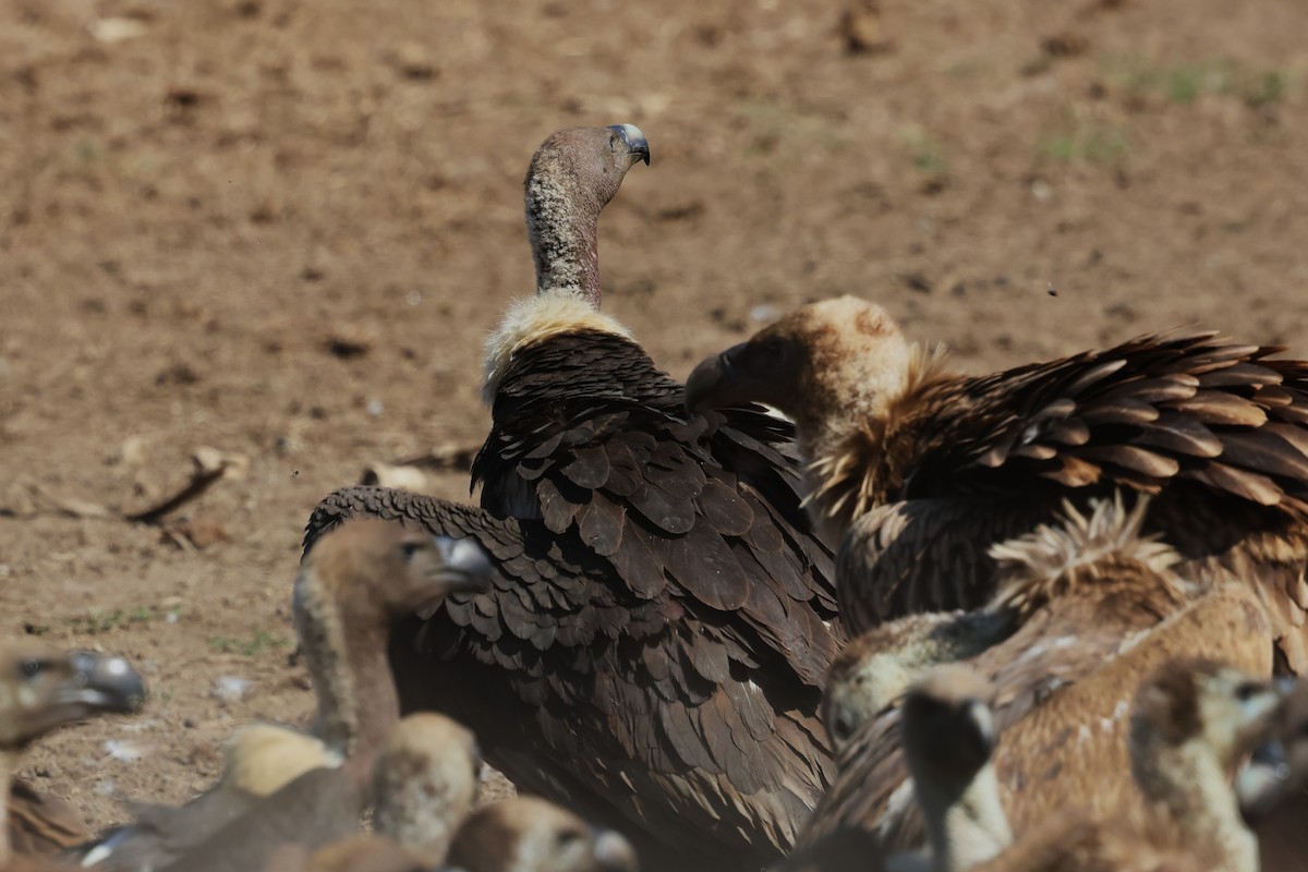 Slender-billed Vulture - ML636172959