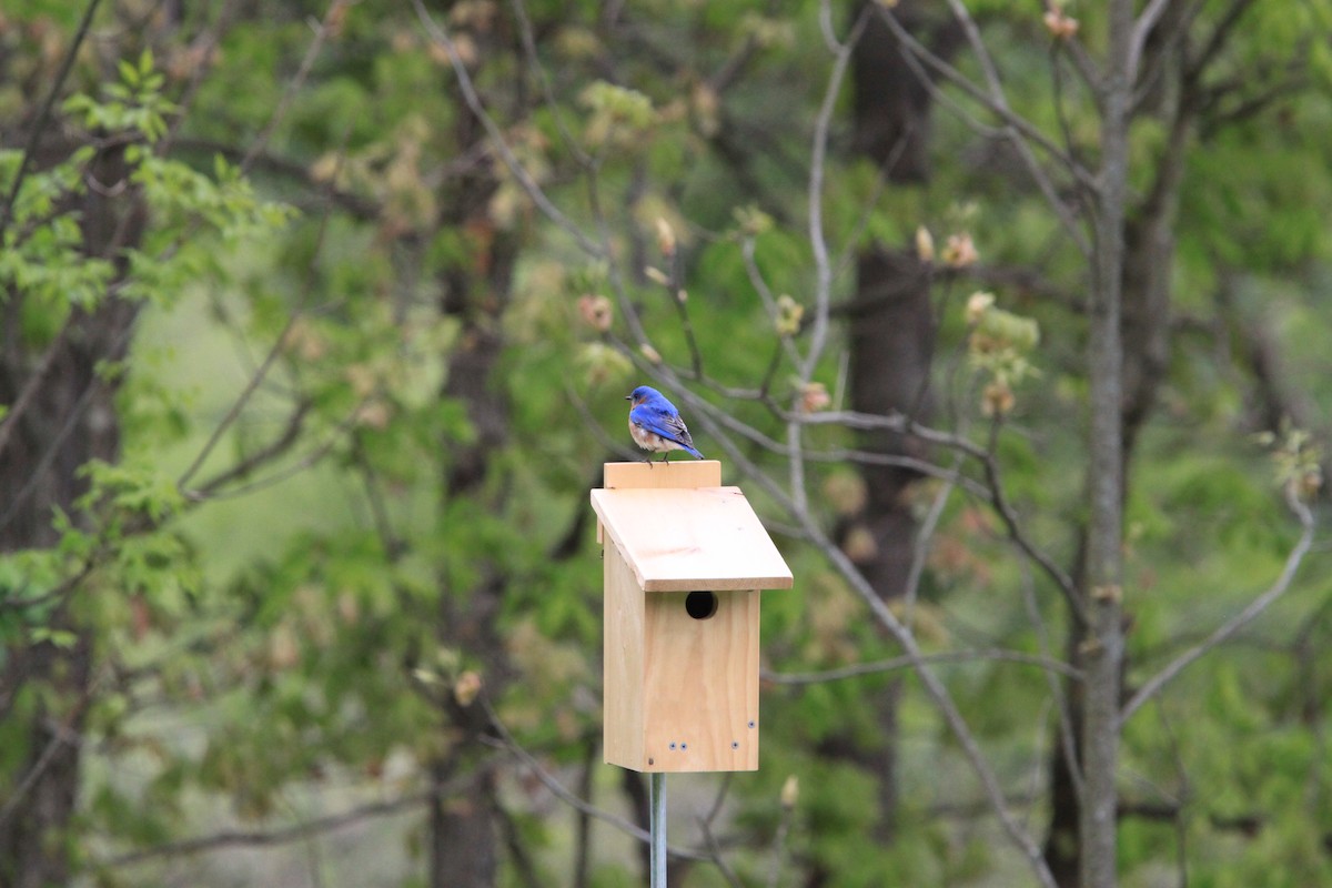 Eastern Bluebird - ML636172997