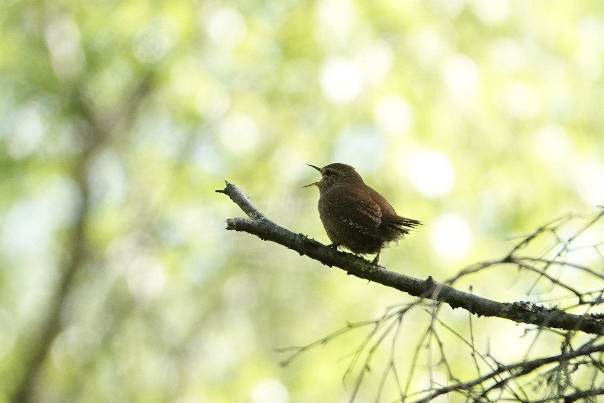 Çıtkuşu - ML636173012