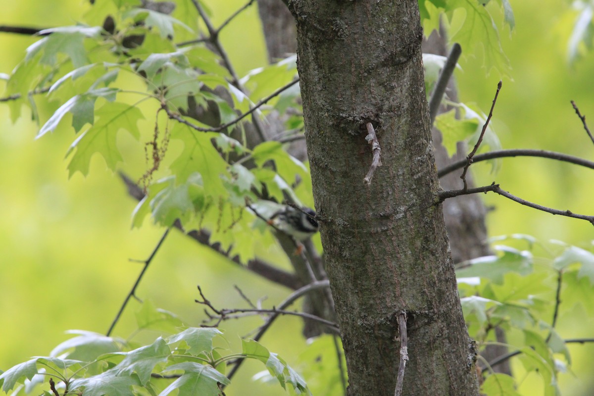 Blackpoll Warbler - ML636173044