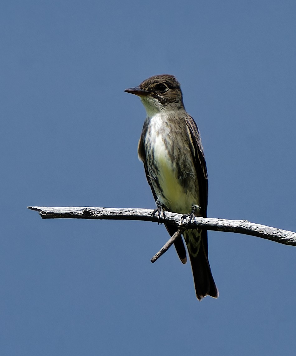 Olive-sided Flycatcher - ML636173056