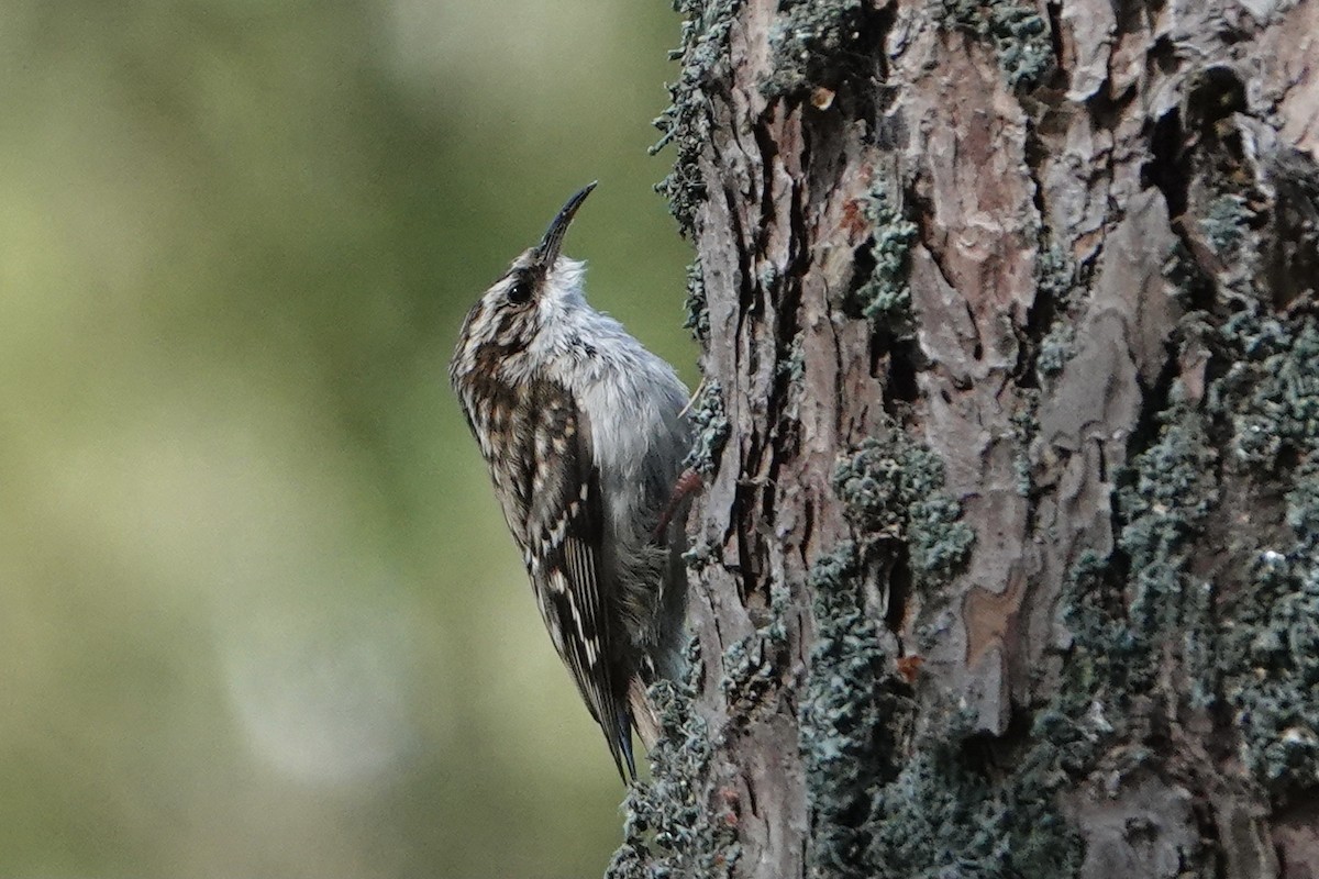 Orman Tırmaşıkkuşu - ML636173059