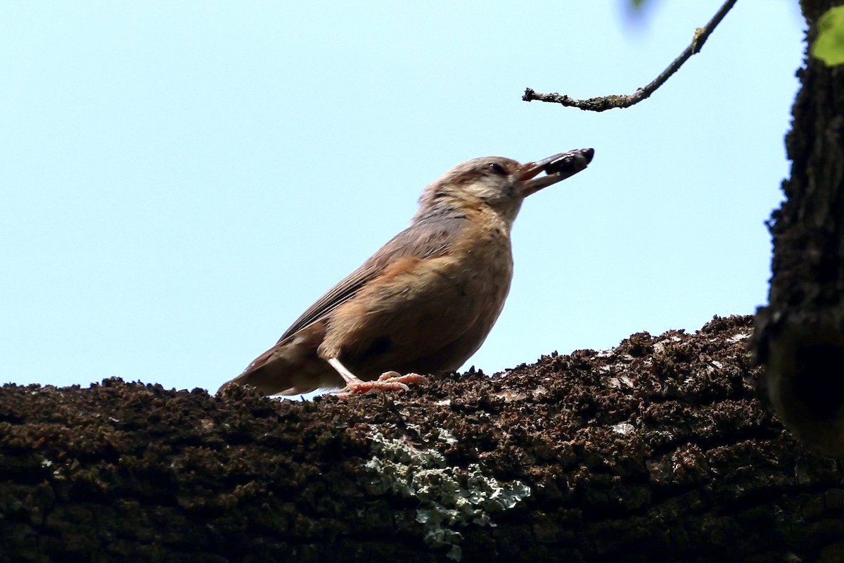 Eurasian Nuthatch (Western) - ML636173074