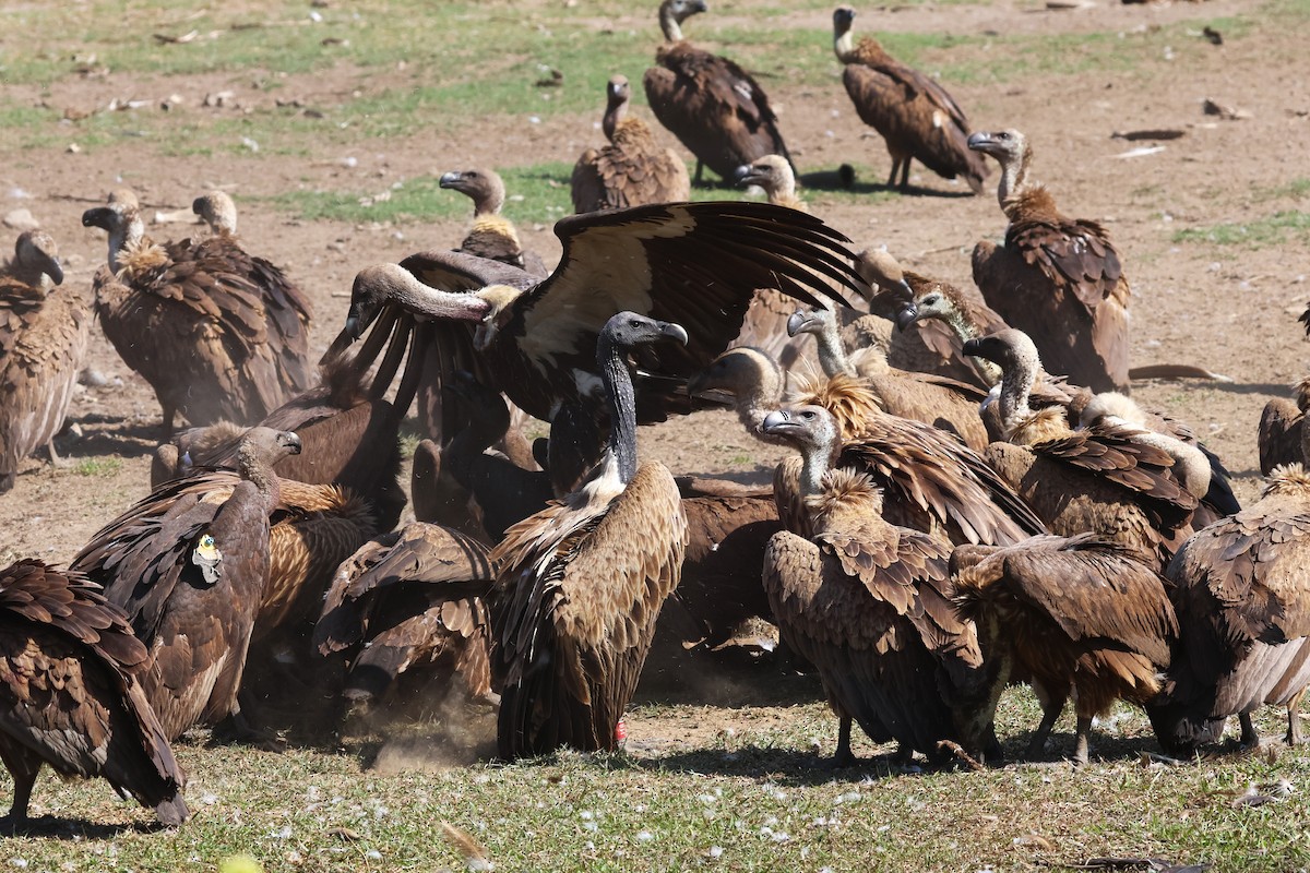 Slender-billed Vulture - ML636173077