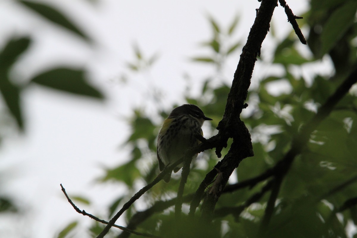 Yellow-rumped Warbler - ML636173079