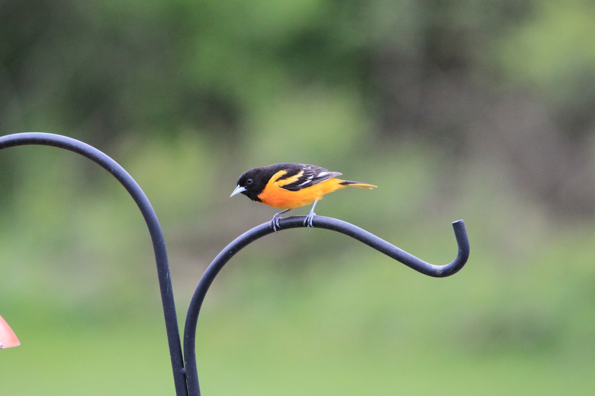 Baltimore Oriole - ML636173105