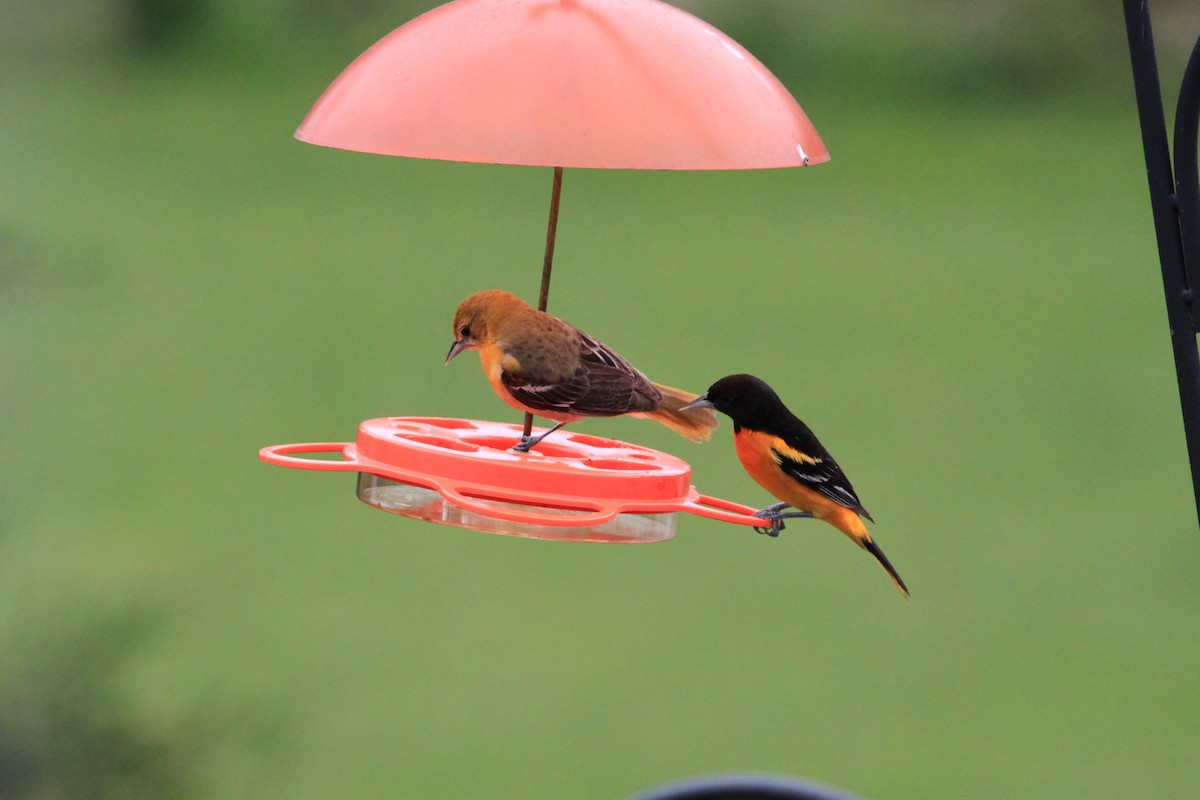 Baltimore Oriole - ML636173106