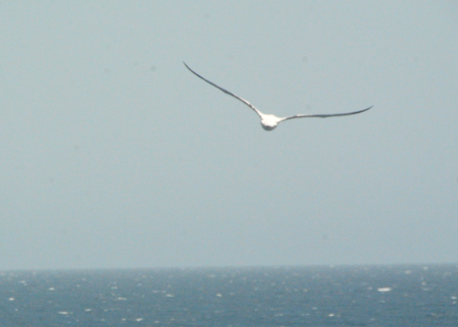 Masked Booby - ML636173118