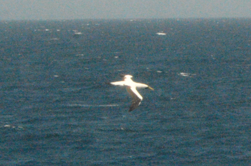 Masked Booby - ML636173120