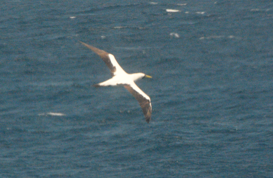 Masked Booby - ML636173121