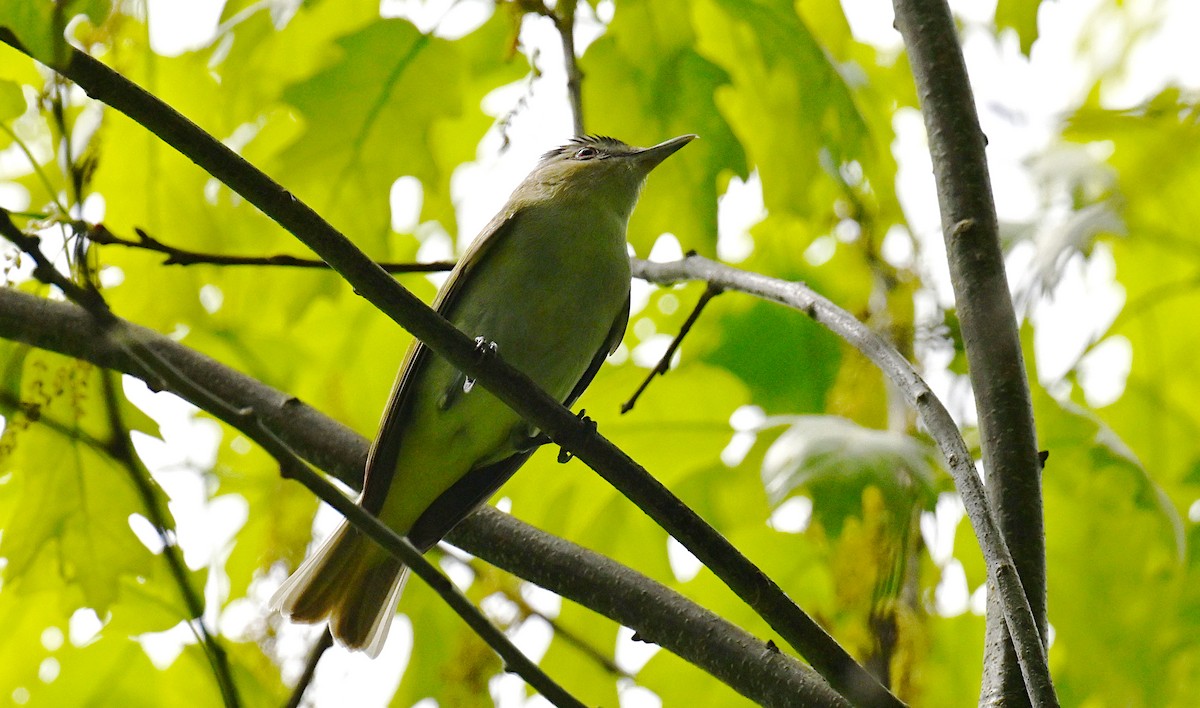 rødøyevireo - ML636173130