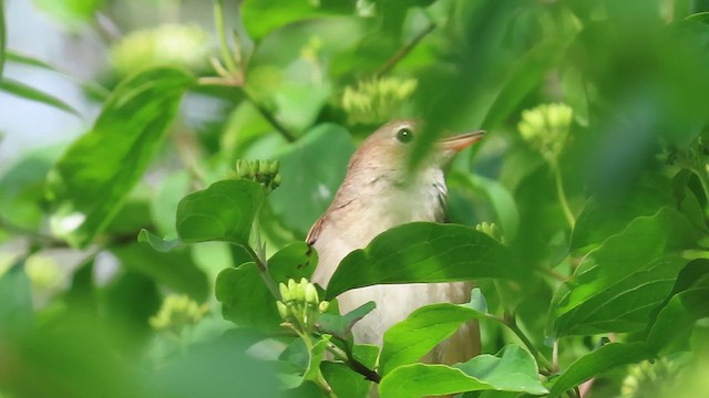 Common Nightingale - ML636173202