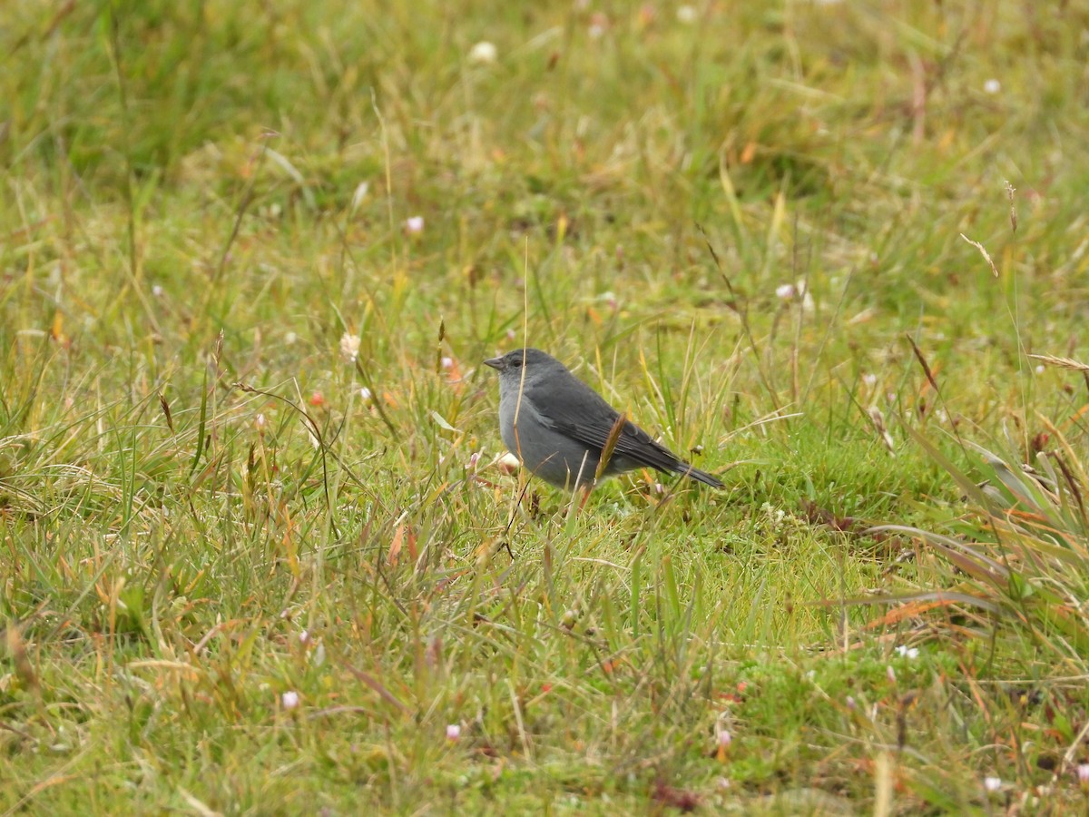 Plumbeous Sierra Finch - ML636173228
