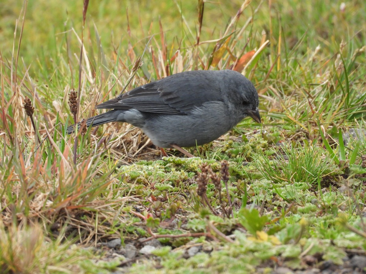 Plumbeous Sierra Finch - ML636173241
