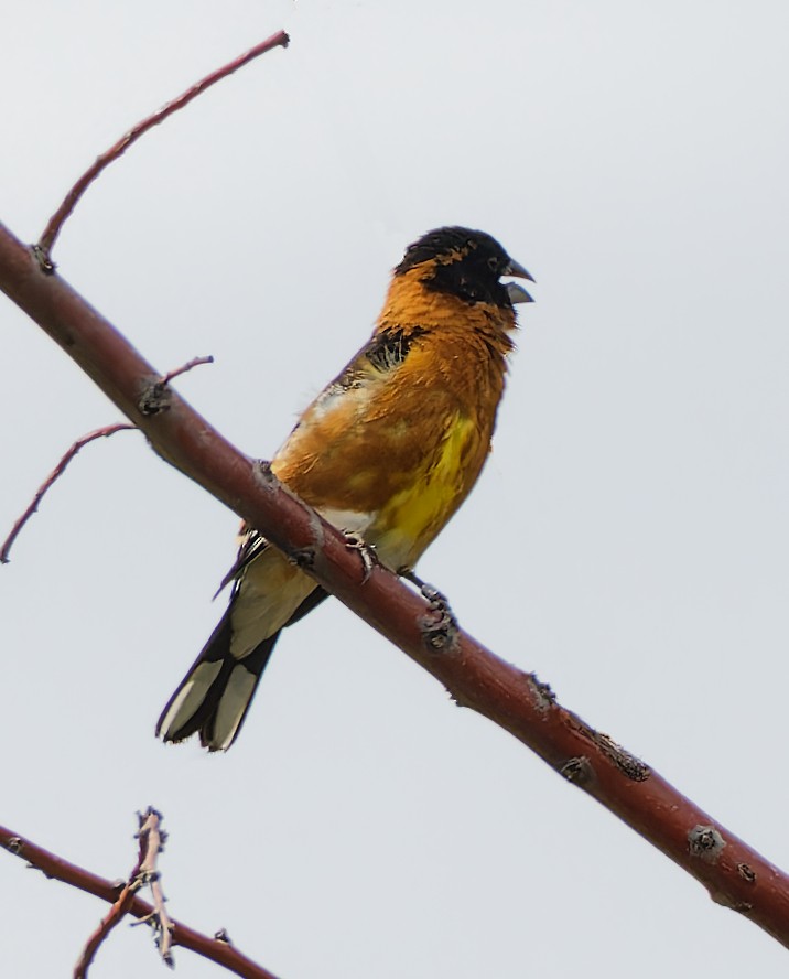 Black-headed Grosbeak - ML636173278