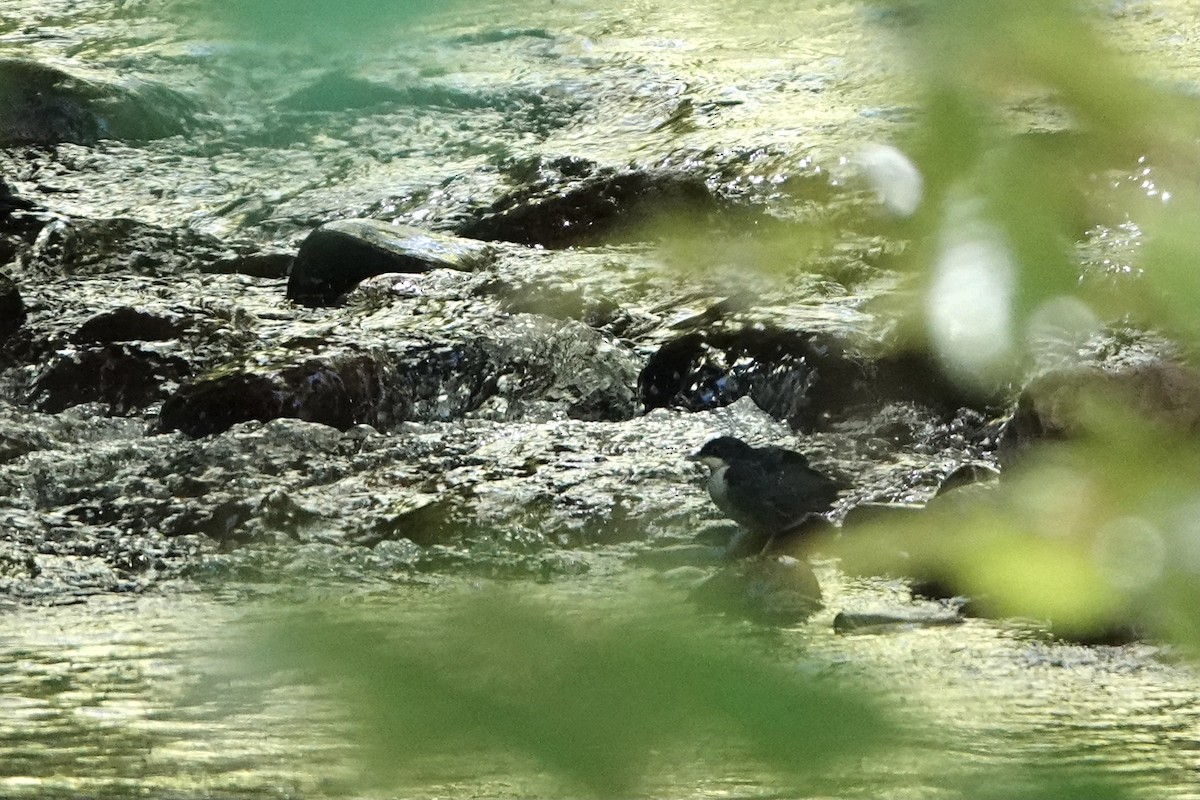 Derekuşu - ML636173287