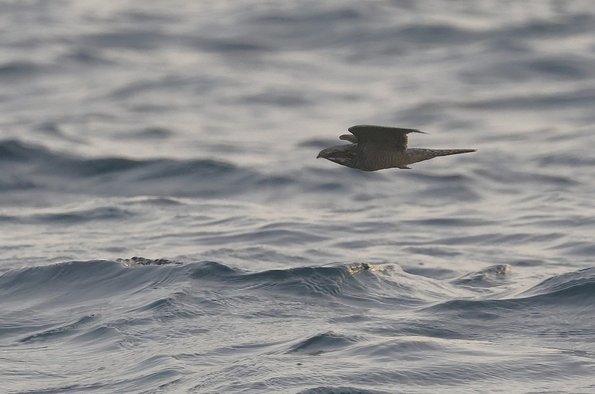 Eurasian Nightjar - ML636173292