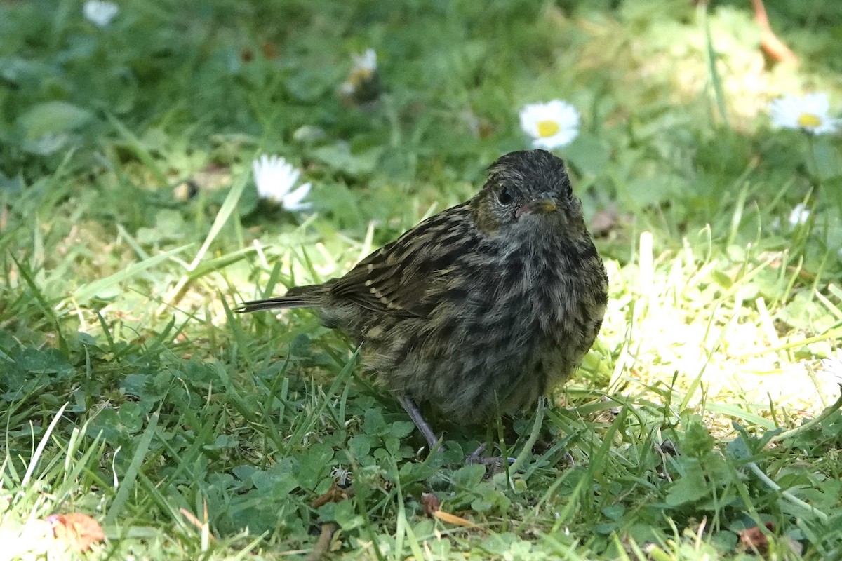 Dağbülbülü - ML636173299