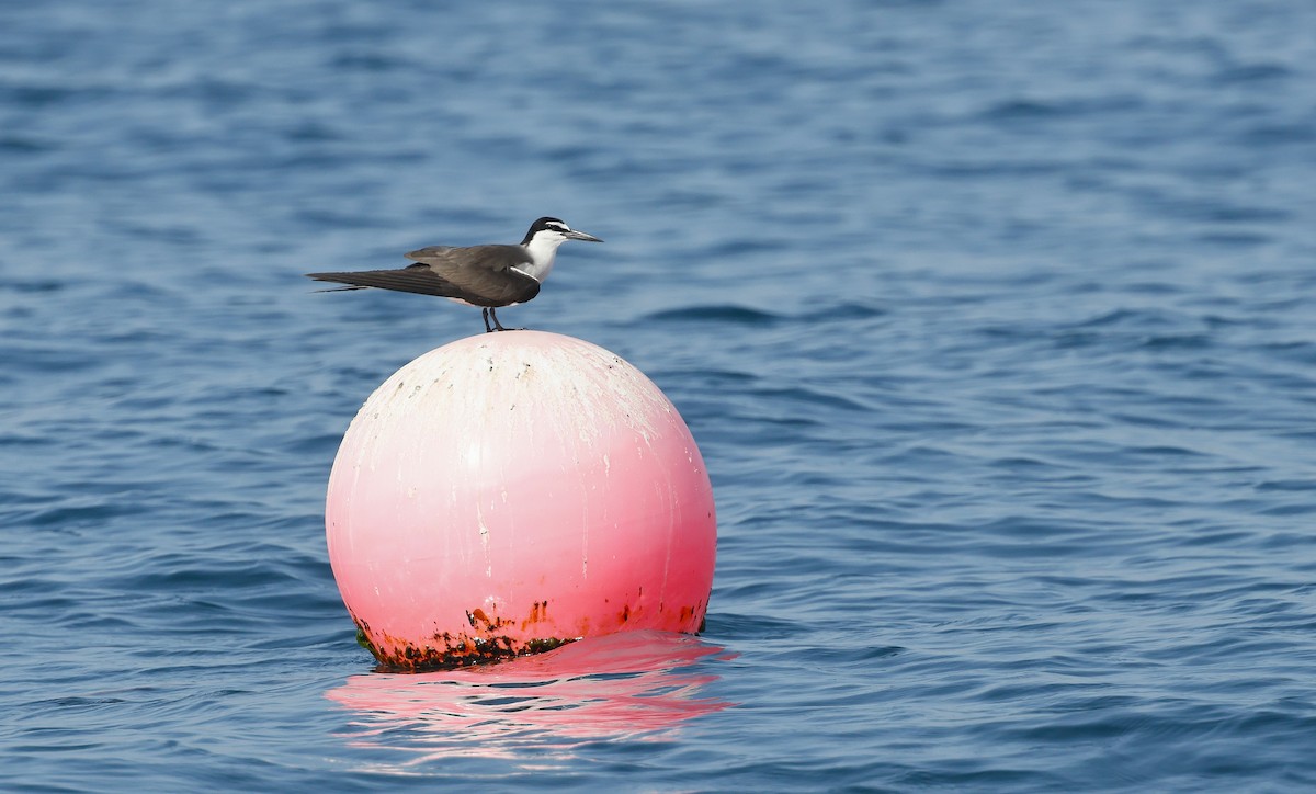 Bridled Tern - ML636173305