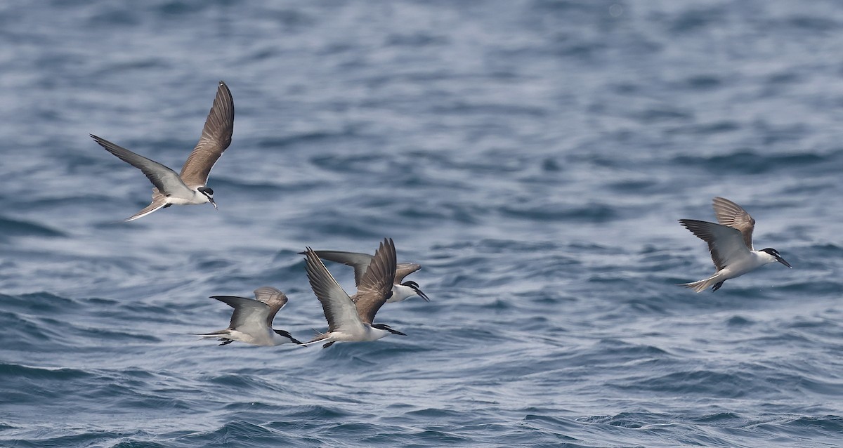 Bridled Tern - ML636173308