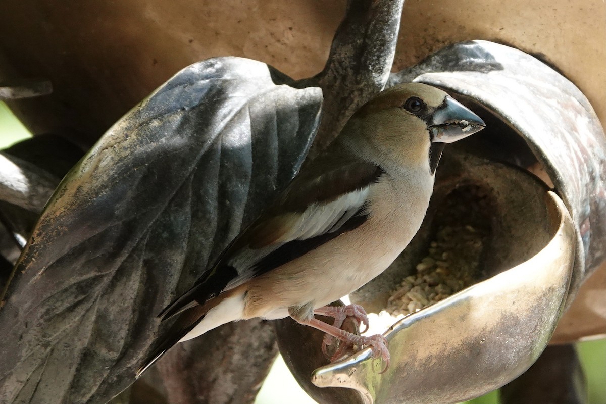 Kocabaş - ML636173323