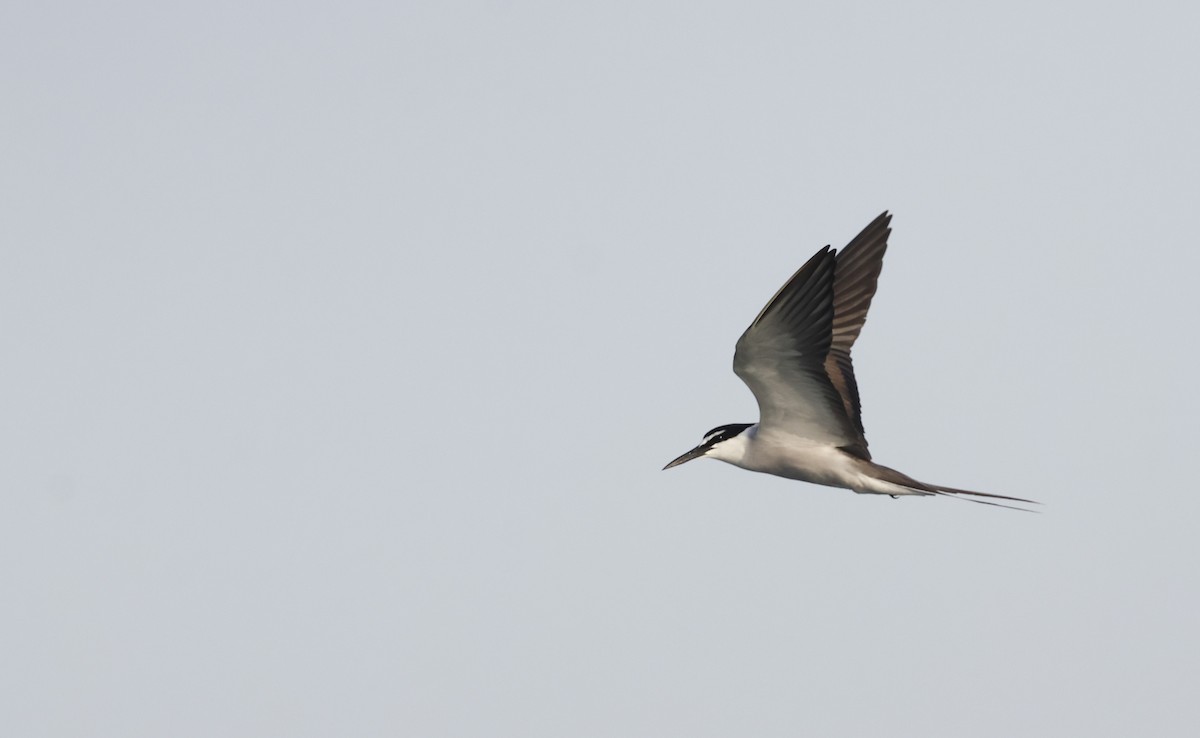 Bridled Tern - ML636173324