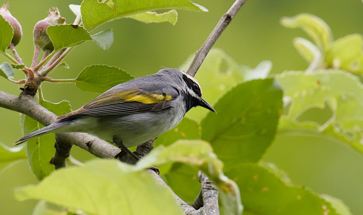gullvingeparula - ML636173327
