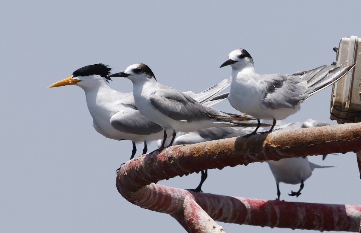 White-cheeked Tern - ML636173338