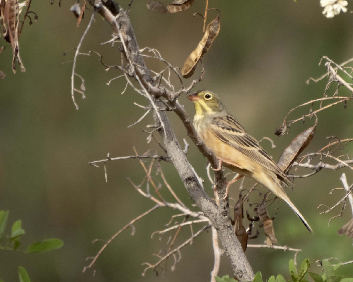 Ortolan - ML636173347