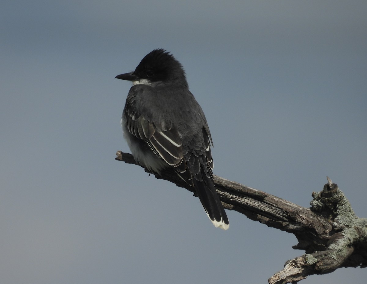 Eastern Kingbird - ML636173348