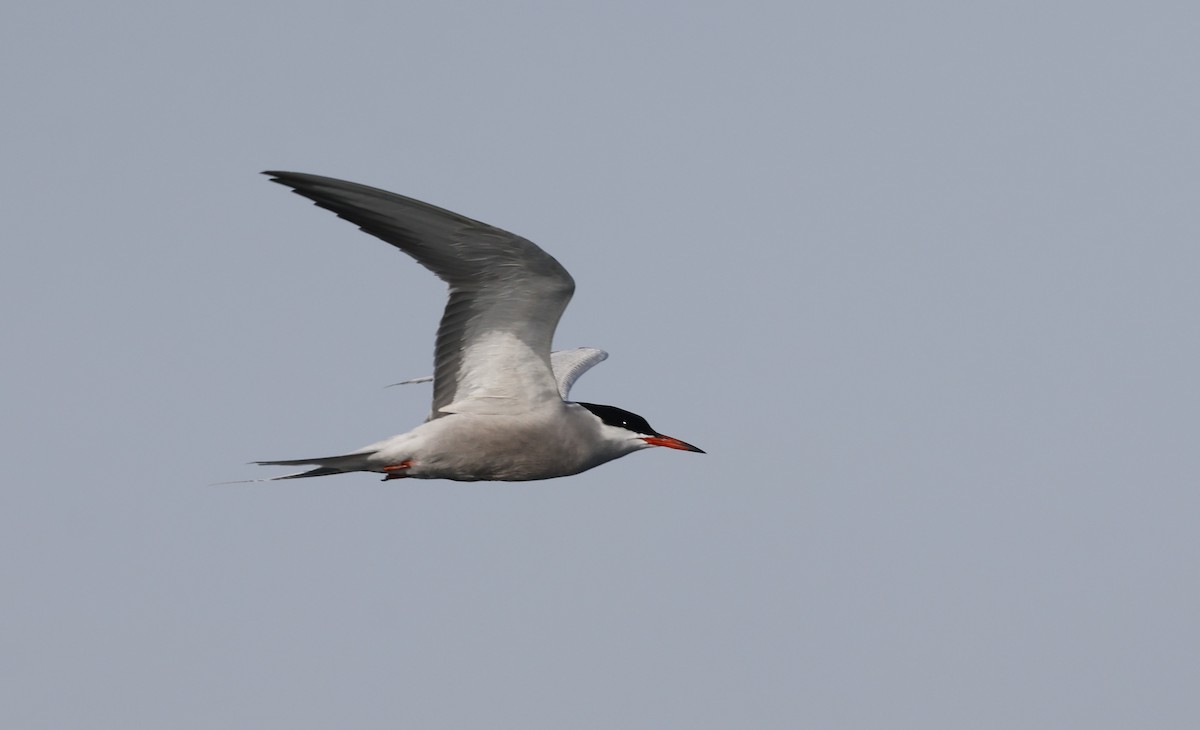 White-cheeked Tern - ML636173353