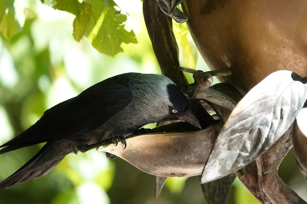 Küçük Karga - ML636173355