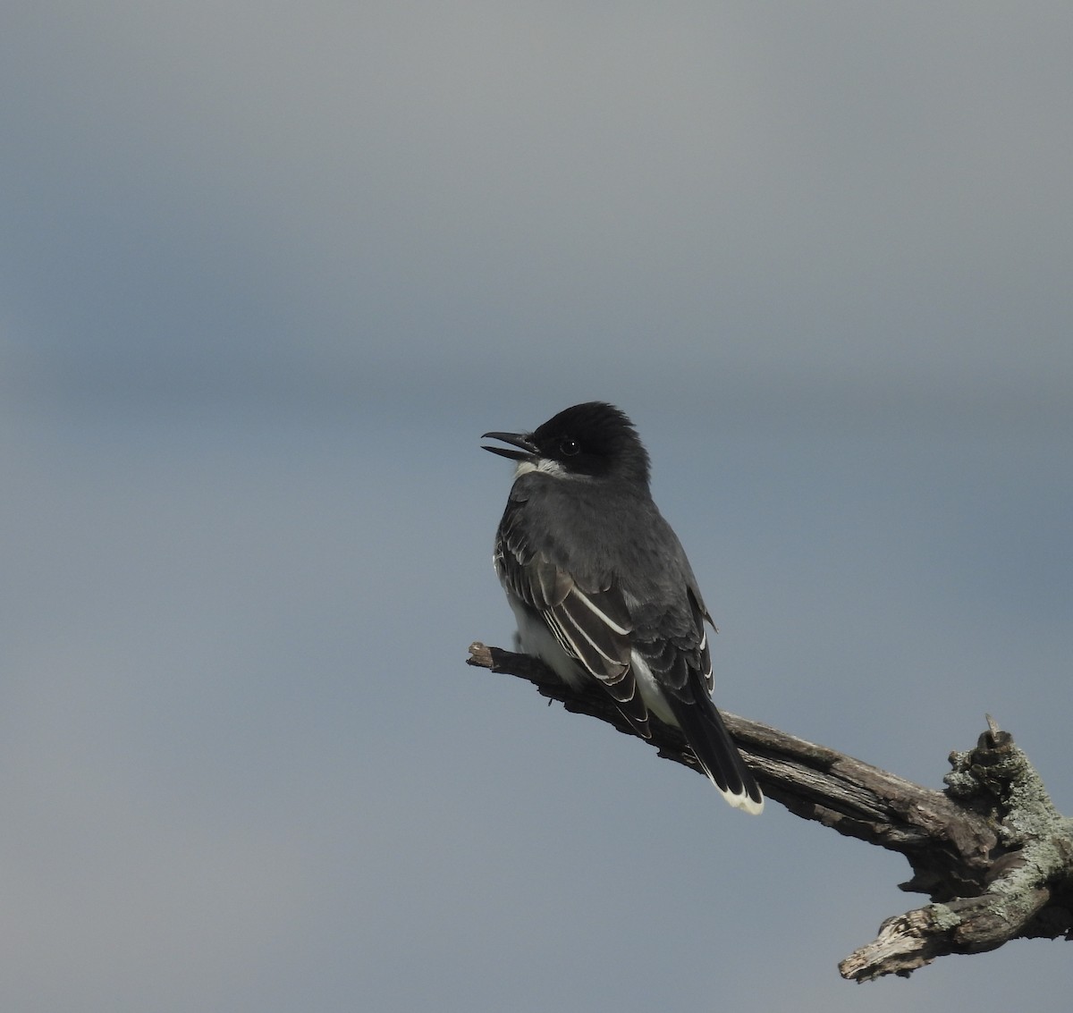 Eastern Kingbird - ML636173356